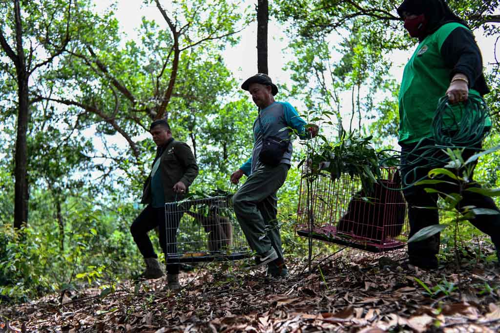 Petugas Balai Konservasi Sumber Daya Alam (BKSDA) Aceh bersiap melepasliarkan dua satwa langka dan dilindungi, Sabtu, 6 November 2021.
