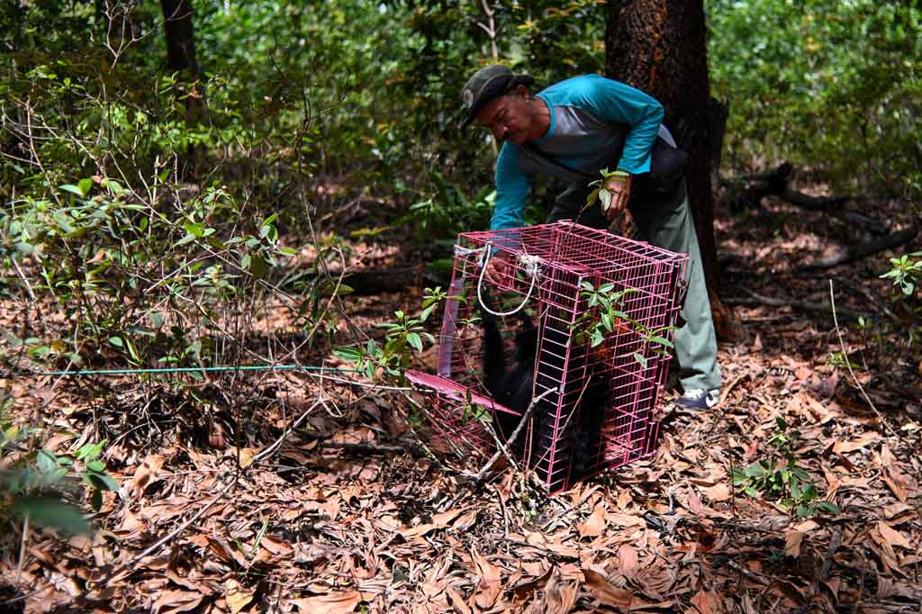 Balai Konservasi Sumber Daya Alam (BKSDA) Aceh melepasliarkan dua ekor satwa langka dan dilindungi jenis Owa Lar dan Owa Siamang (Symphalangus Syndactylus).