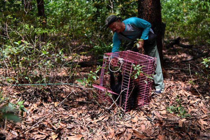 Balai Konservasi Sumber Daya Alam (BKSDA) Aceh melepasliarkan dua ekor satwa langka dan dilindungi jenis Owa Lar dan Owa Siamang (Symphalangus Syndactylus).