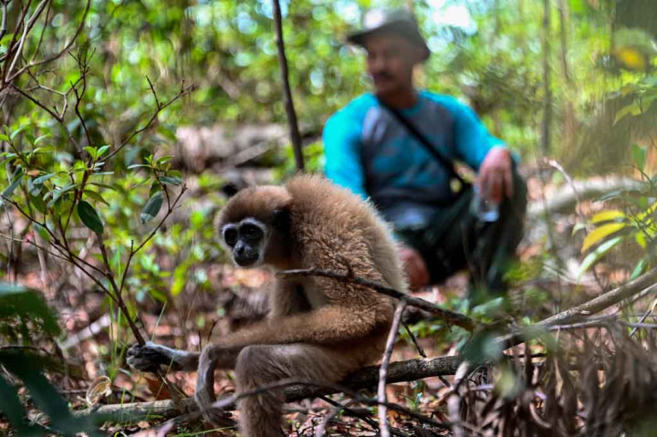 Dua satwa yang diserahkan warga tersebut dilepasliarkan di kawasan hutan kabupaten Aceh Besar, Aceh, Sabtu, 6 November 2021.