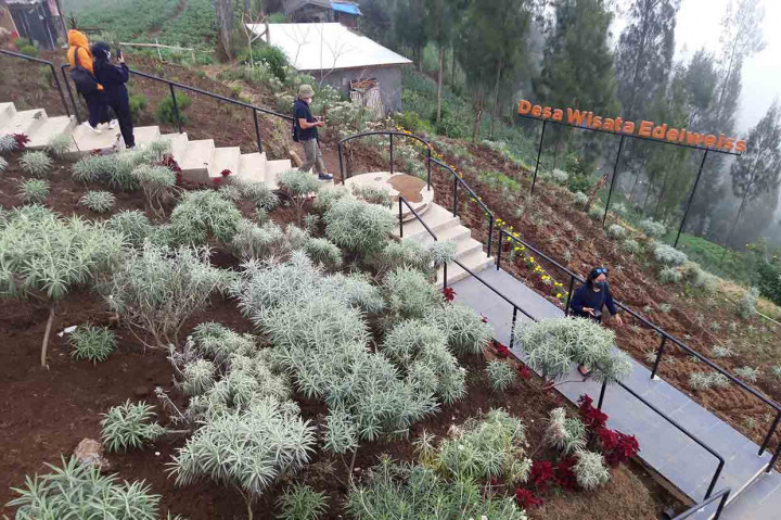 Wisatawan tidak hanya bisa menikmati indahnya hamparan bunga Edelweiss namun juga mempelajari cara budidaya bunga tersebut. 