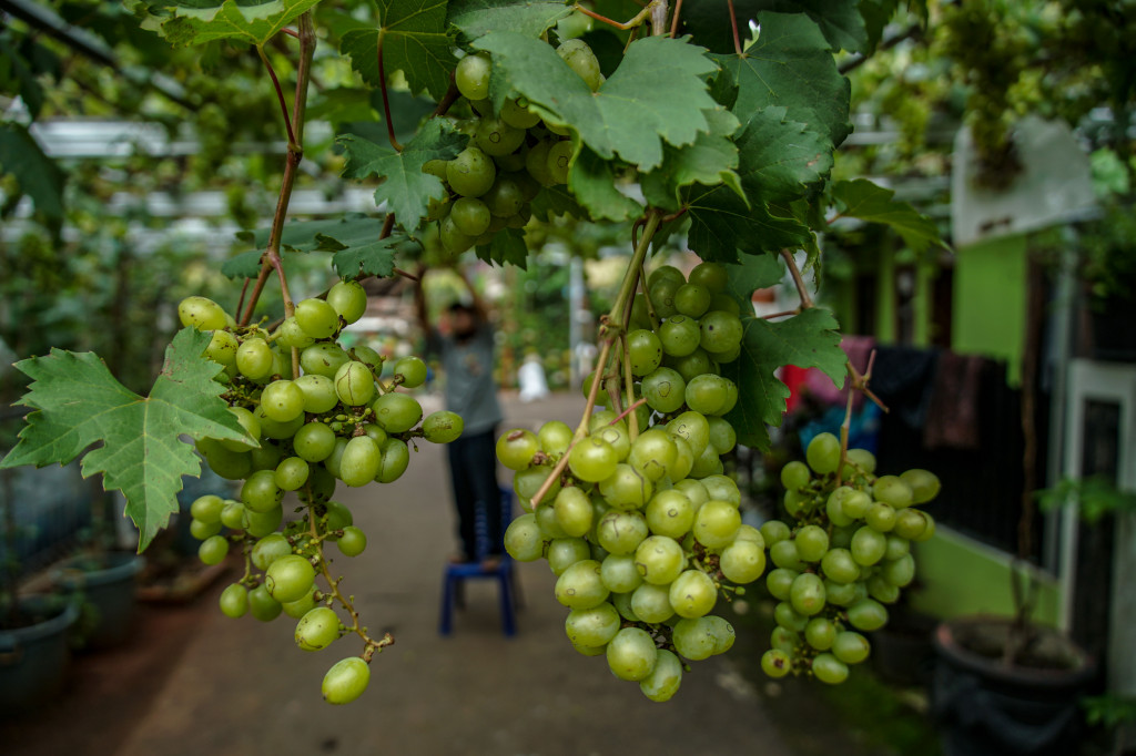 Selain bermanfaat untuk warga sekitar, 10 jenis anggur asal Ukraina yang ditanam warga di lorong gang tersebut bertujuan untuk membuat lingkungan menjadi lebih hijau dan asri.