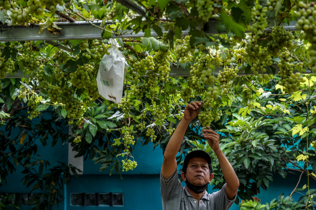Foto Ketika Gang  Sempit Disulap Jadi Kebun Anggur Medcom id