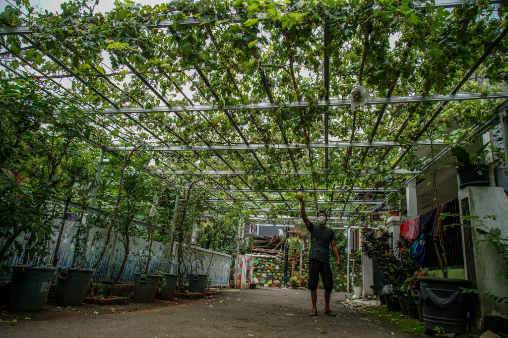 Pemberdayaan Kesejahteraan Keluarga (PKK) RW 06 sebagai pengelola kebun anggur tersebut memanfaatkan rangka baja ringan dengan panjang enam meter dan tinggi tiga meter sebagai pondasi untuk tanaman merambat tersebut.