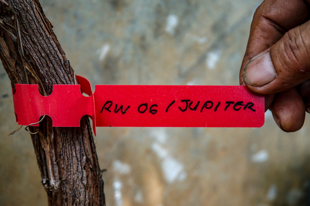 Warga menunjukan jenis tanaman anggur di Gang Obor Patma, Munjul, Jakarta Timur.