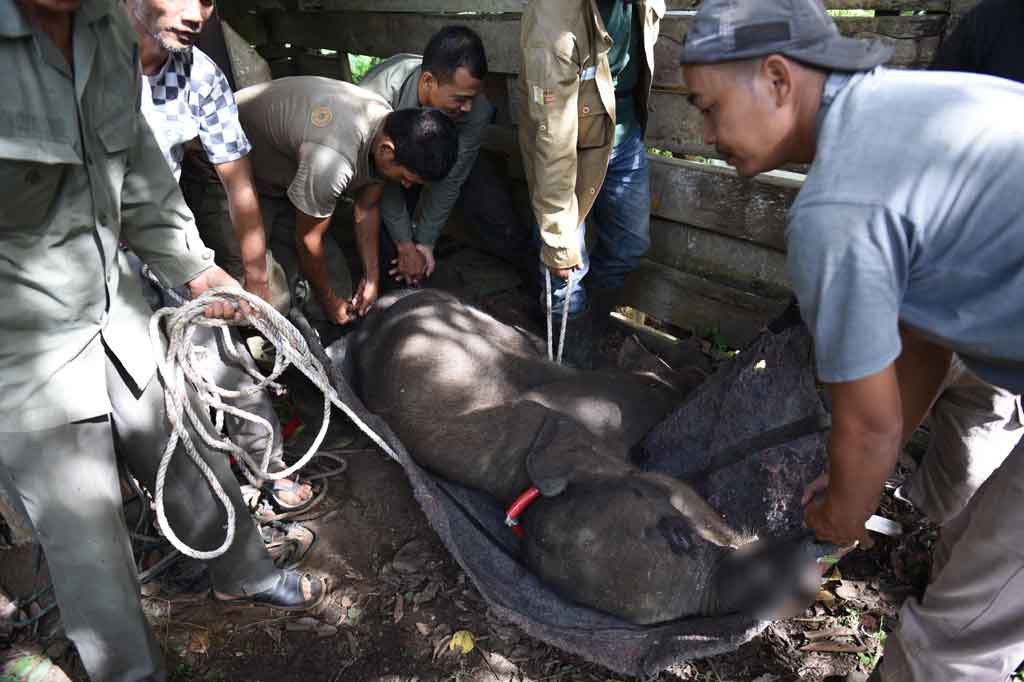 Petugas memindahkan anak gajah yang mati akibat luka jeratan, di pusat pelatihan gajah di Saree, Aceh Besar pada Selasa, 16 November 2021.