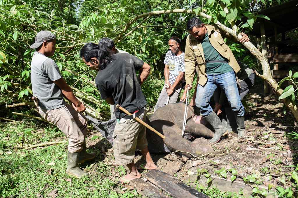 Seekor anak gajah sumatera (Elephas maxipmus sumatrensis) yang terjerat di kawasan hutan Kabupaten Aceh Jaya, Provinsi Aceh beberapa waktu lalu akhirnya mati. Binatang langka tersebut belalainya nyaris putus akibat terkena jeratan.