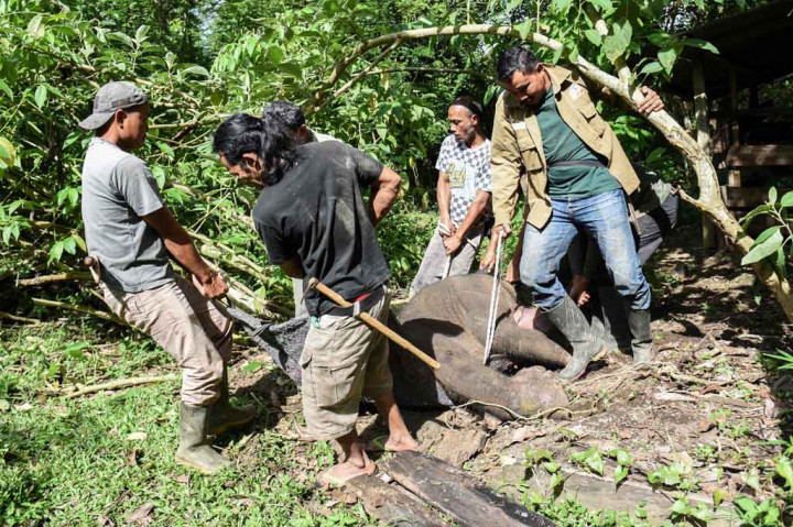 Seekor anak gajah sumatera (Elephas maxipmus sumatrensis) yang terjerat di kawasan hutan Kabupaten Aceh Jaya, Provinsi Aceh beberapa waktu lalu akhirnya mati. Binatang langka tersebut belalainya nyaris putus akibat terkena jeratan.