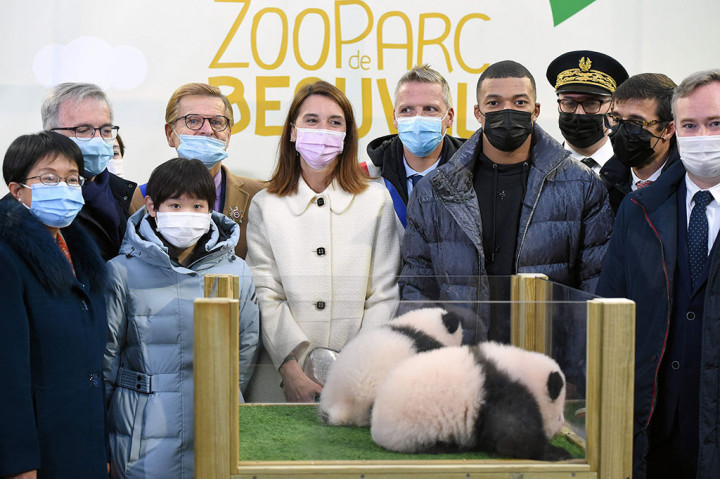 Ini Nama Panda Kembar yang Lahir di Kebun Binatang Prancis