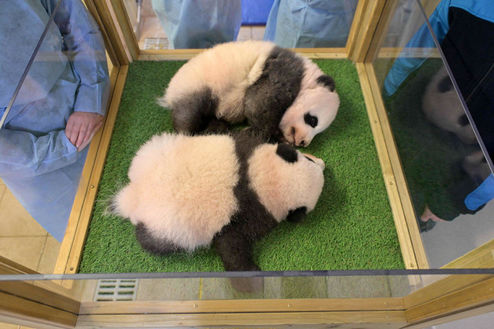 Ini Nama Panda Kembar yang Lahir di Kebun Binatang Prancis