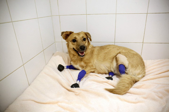 Monika, anjing penyelamat Rusia, siap untuk kehidupan barunya setelah dipasangi empat kaki titanium palsu, dalam operasi yang mahal dan rumit yang dibiayai oleh kampanye pengumpulan dana.