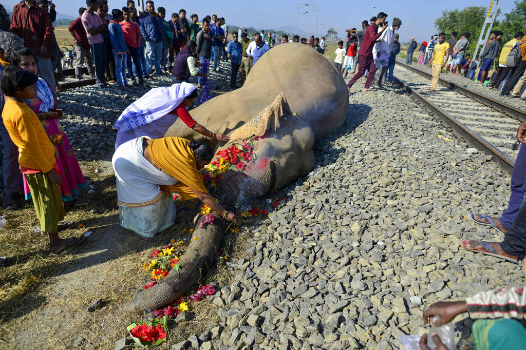 Penduduk desa memberikan penghormatan kepada salah satu dari dua gajah yang mati setelah tertabrak kereta api di Morigaon, Assam, India, Rabu, 1 Desember 2021.