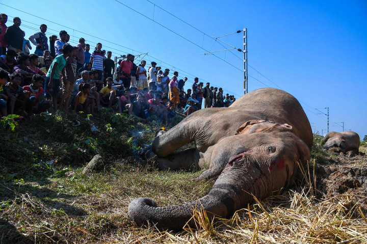 Dua gajah tersebut telah berkelana ke daerah itu dari hutan terdekat.