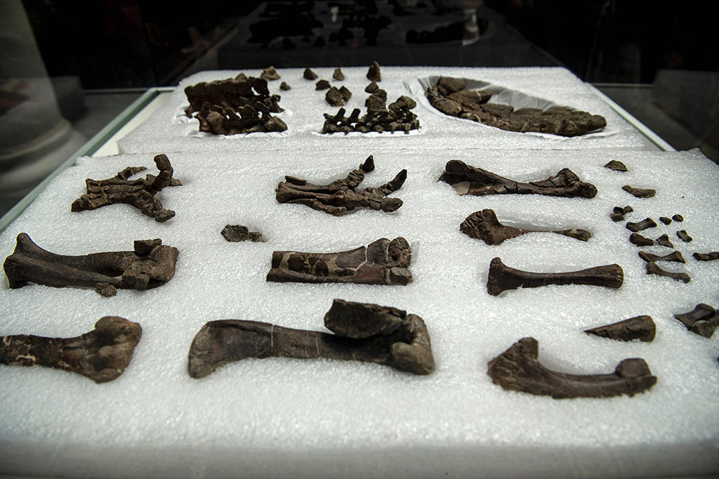 Ahli paleontologi telah menemukan 80 persen kerangka dinosaurus dan memperkirakan bahwa hewan itu hidup di daerah itu pada 71 hingga 74,9 juta tahun yang lalu. Panjang dinosaurus tersebut sekitar dua meter, dengan berat 150 kilogram, dan merupakan herbivora.