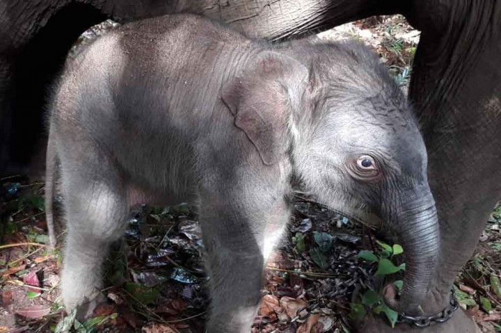 Seekor Bayi Gajah Lahir di TNTN Pelalawan