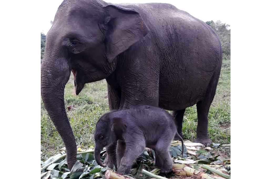 Dia menjelaskan bayi gajah itu hasil pembiakan dengan gajah liar. Bayi itu merupakan anak keempat dari induk bernama Ria. Tiga gajah lainnya yang dilahirkan Ria, bernama Tesso, Tino, dan Harmoni Rimbo.