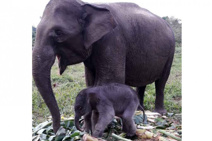 Dia menjelaskan bayi gajah itu hasil pembiakan dengan gajah liar. Bayi itu merupakan anak keempat dari induk bernama Ria. Tiga gajah lainnya yang dilahirkan Ria, bernama Tesso, Tino, dan Harmoni Rimbo.