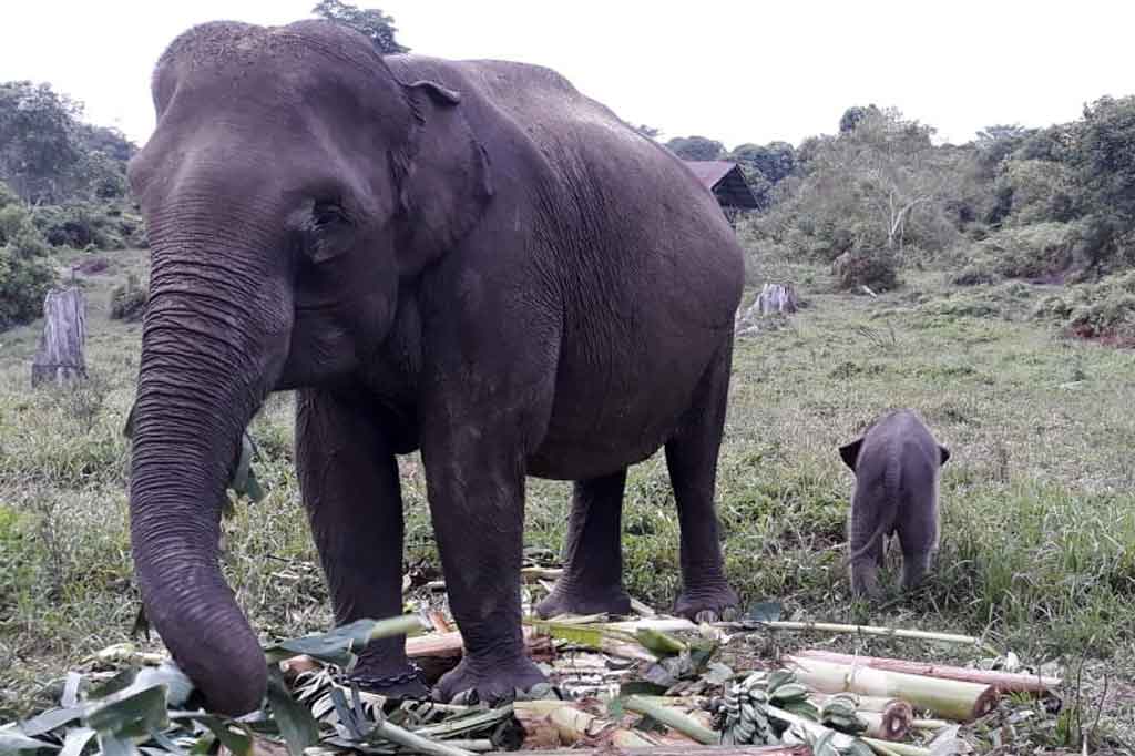 Heru mengatakan dengan penambahan satu anak gajah sumatra di Elephants Flying Squad Taman Nasional Tesso Nilo ini, menguatkan fakta bahwa kawasan hutan Taman Nasional Tesso Nilo merupakan habitat penting yang berkontribusi dalam peningkatan populasi gajah sumatra.