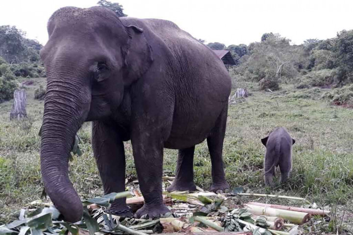 Seekor Bayi Gajah Lahir di TNTN Pelalawan