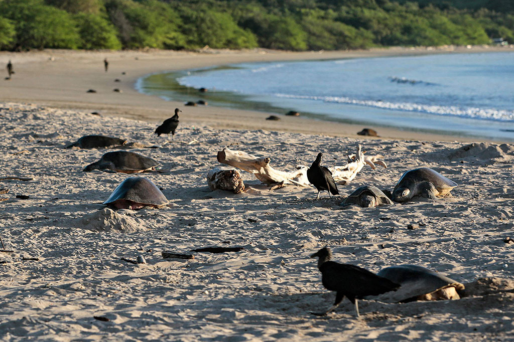 Penyu pasmala (Lepidochelys olivacea) bermigrasi jarak jauh untuk bertelur antara Juli dan Januari di suaka margasatwa pantai Pasifik La Flor dan Chacocente, daerah di mana spesies yang terancam punah dilindungi dari pemangsa yang menjarah sarangnya.