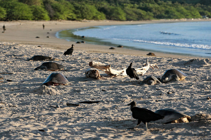 Penyu pasmala (Lepidochelys olivacea) bermigrasi jarak jauh untuk bertelur antara Juli dan Januari di suaka margasatwa pantai Pasifik La Flor dan Chacocente, daerah di mana spesies yang terancam punah dilindungi dari pemangsa yang menjarah sarangnya.