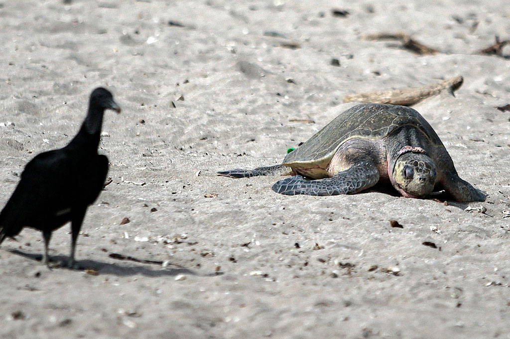 Pihak berwenang di Kementerian Sumber Daya Alam dan Lingkungan Nikaragua memperkirakan bahwa untuk setiap 100 penyu yang menetas, 90 masuk ke laut, tetapi hanya tiga yang mencapai dewasa.