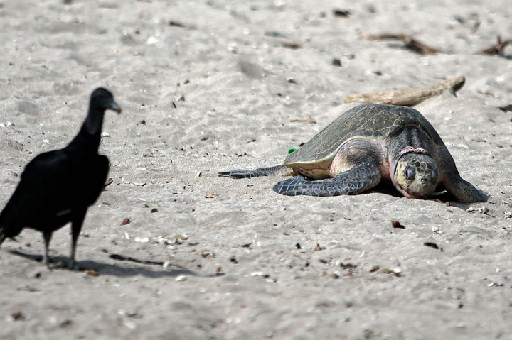 Pihak berwenang di Kementerian Sumber Daya Alam dan Lingkungan Nikaragua memperkirakan bahwa untuk setiap 100 penyu yang menetas, 90 masuk ke laut, tetapi hanya tiga yang mencapai dewasa.
