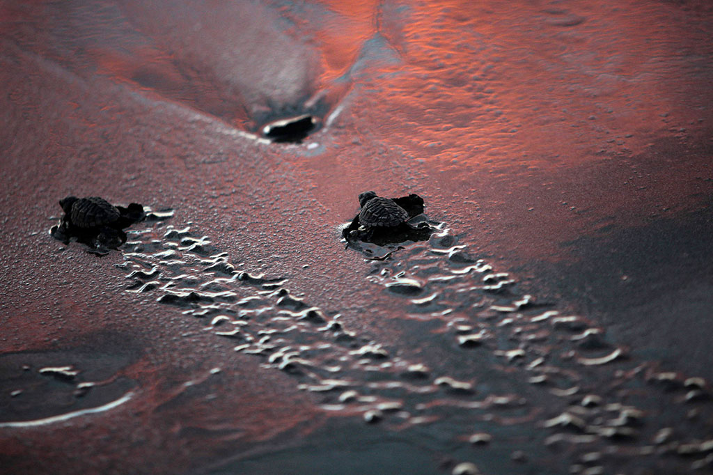 Punggung zaitun, dibedakan dengan warna hijau zaitunnya, adalah salah satu dari lima spesies penyu yang bersarang di Nikaragua, selain penyu hijau, penyu sisik, penyu tempayan dan penyu belimbing.