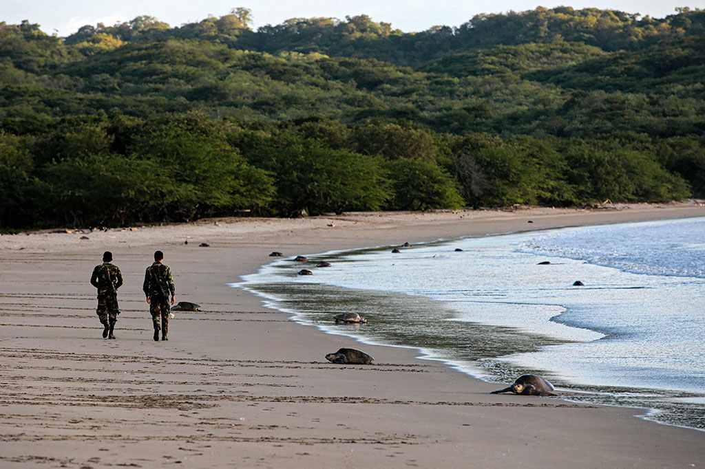 Ribuan penyu bertelur di Pantai San Juan del Sur, Nikaragua selama akhir pekan di bawah pengawasan ketat tentara. Tujuannya untuk melindungi sarang dari kemungkinan pemangsa, termasuk manusia.