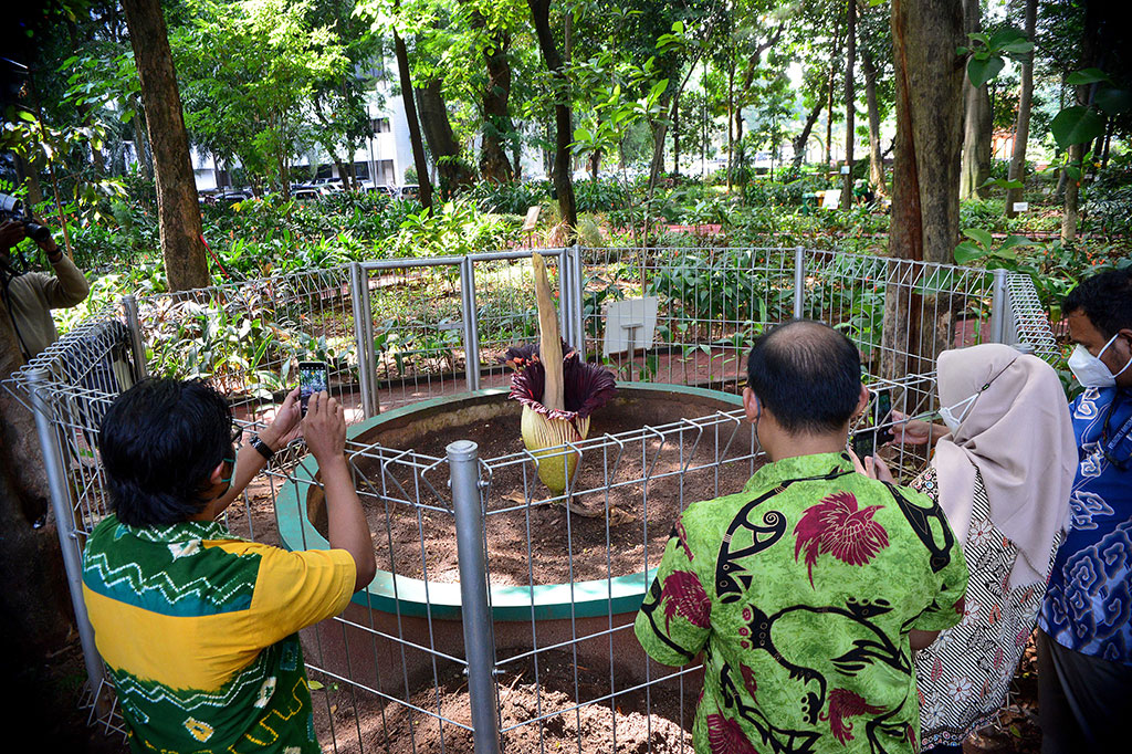 Sebuah bunga bangkai raksasa berhasil mekar pada Kamis, 9 Desember 2021 di Arboretum Lukito Daryadi di kompleks Manggala Wanabakti, Jakarta.
