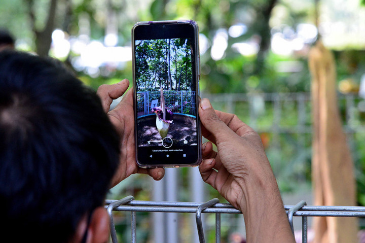 Bunga kibut raksasa (Amorphophallus titanum) adalah tumbuhan asli Indonesia dan merupakan flora endemik Sumatra.