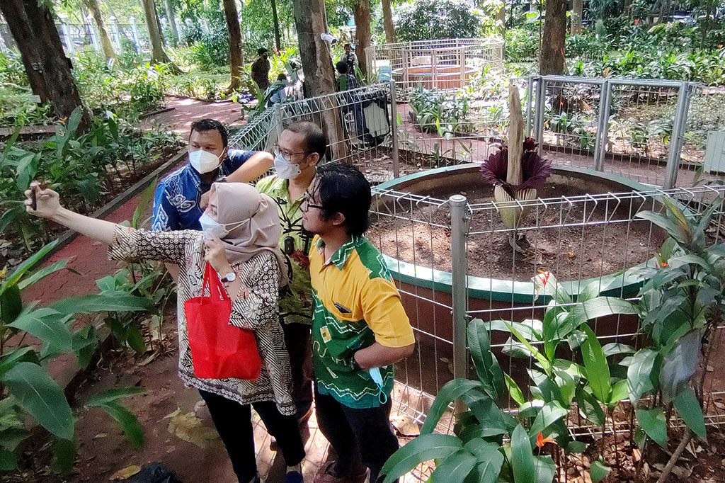 Masyarakat berfoto dengan latar belakang bunga kibut raksasa (Amorphophallus titanum) di Arboretum Lukito Daryadi, Kompleks Manggala Wanabakti, Jakarta, Jumat, 10 Desember 2021.