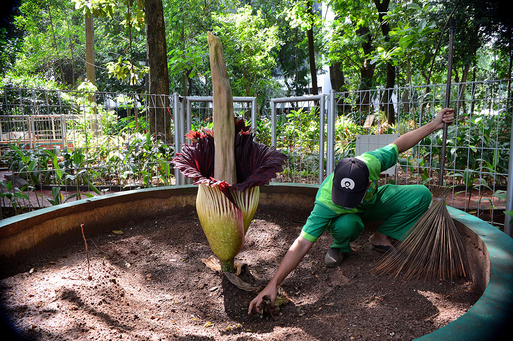 Bunga kibut raksasa yang dikenal sebagai tumbuhan dengan bunga terbesar di dunia tersebut termasuk dalam kategori tumbuhan langka berdasarkan klasifikasi dari International Union for Conservation of Nature (IUCN) yang keberadaannya dilindungi.