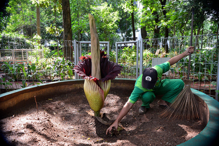 Bunga kibut raksasa yang dikenal sebagai tumbuhan dengan bunga terbesar di dunia tersebut termasuk dalam kategori tumbuhan langka berdasarkan klasifikasi dari International Union for Conservation of Nature (IUCN) yang keberadaannya dilindungi.