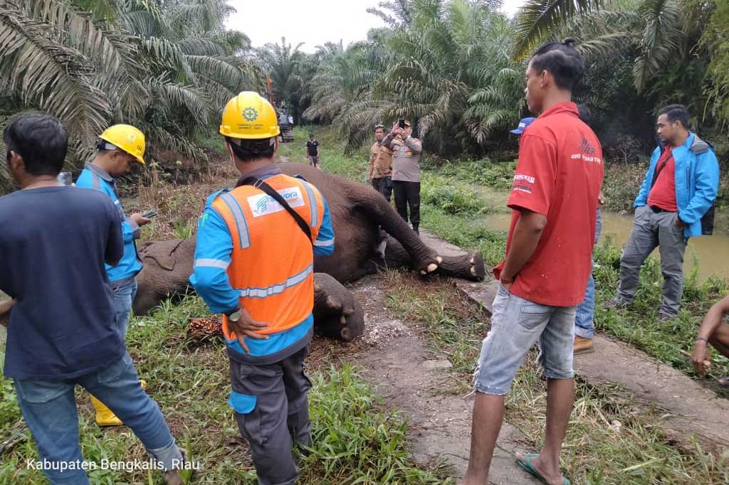 Polisi dan warga mengamati bangkai gajah Sumatera (Elephas maximus sumatranus) yang ditemukan di Desa Koto Pait Beringin, Kecamatan Tualang Mandau, Bengkalis, Riau, Jumat, 10 Desember 2021. Foto: BBKSDA Riau