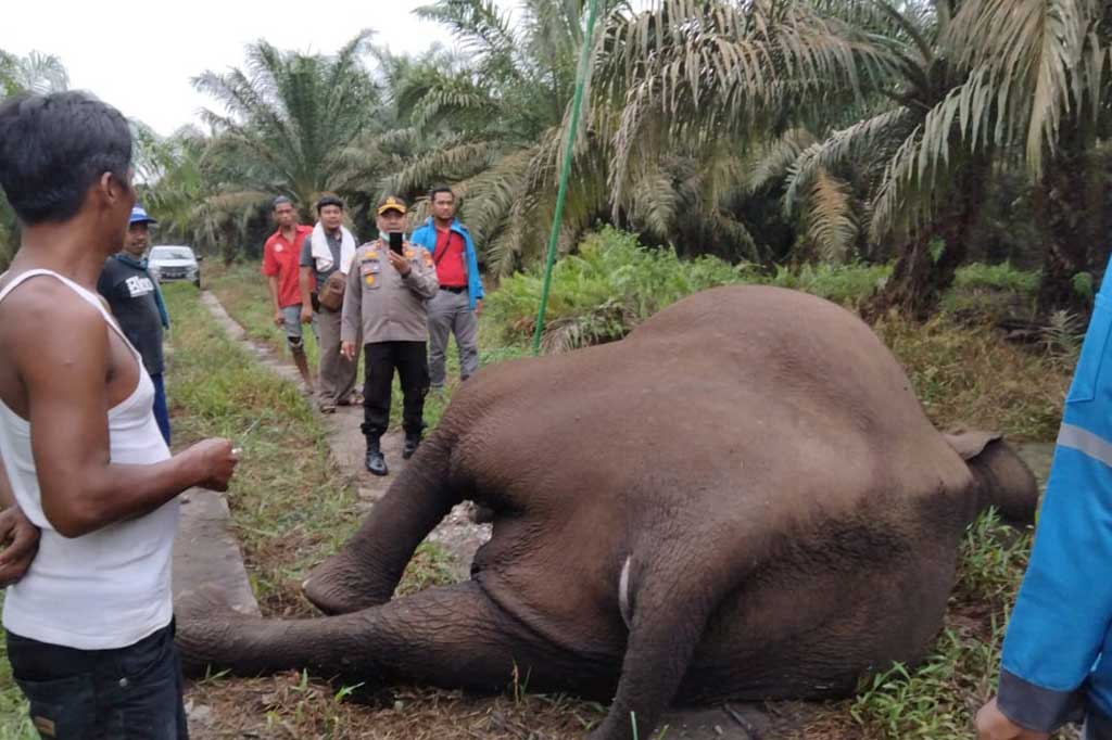 Gajah Sumatera betina yang diperkirakan berusia 25 tahun tersebut mati diduga karena tersengat aliran listrik setelah merusak pondok pekerja kebun sawit milik masyarakat. Foto: BBKSDA Riau
