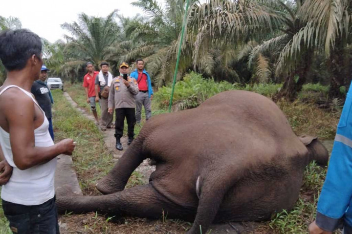 Gajah Sumatera betina yang diperkirakan berusia 25 tahun tersebut mati diduga karena tersengat aliran listrik setelah merusak pondok pekerja kebun sawit milik masyarakat. Foto: BBKSDA Riau