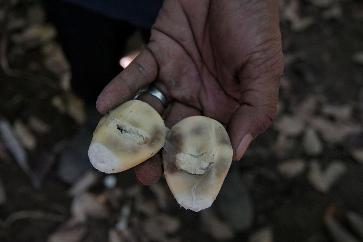 Petugas menunjukkan buah salak condet di Cagar Buah Condet, Balekambang, Kramat Jati, Jakarta Timur, Senin, 13 Desember 2021.