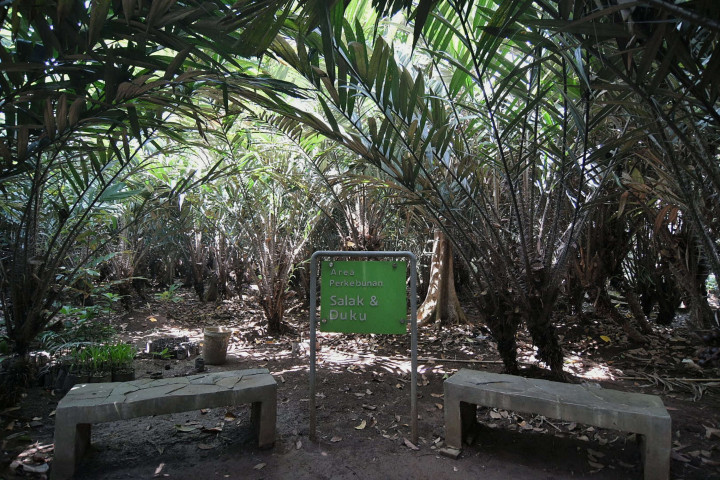 Petugas saat memanen buah salak condet di Cagar Buah Condet, Balekambang, Kramat Jati, Jakarta Timur, Senin, 13 Desember 2021.