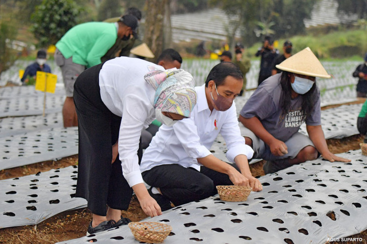 Presiden Joko Widodo (Jokowi) dan Ibu Negara Iriana Jokowi melakukan penanaman bawang merah bersama para petani di Temanggung, Jawa Tengah, Selasa, 14 Desember 2021.