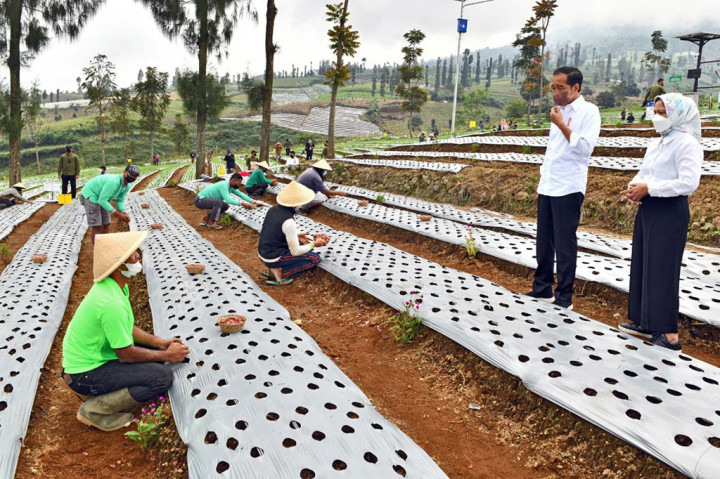 Presiden mengharapkan dengan kehadiran pemerintah, maka produktivitas dan pendapatan petani bawang merah akan meningkat. 