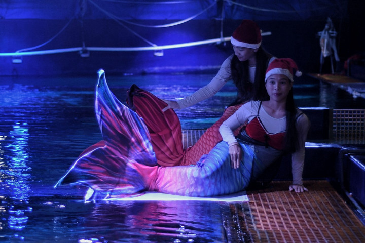 Penyelam berkostum putri duyung dengan nuansa Natal saat akan melakukan pertunjukan bawah air di Jakarta Aquarium dan Safari, Jakarta, Senin, 20 Desember 2021.