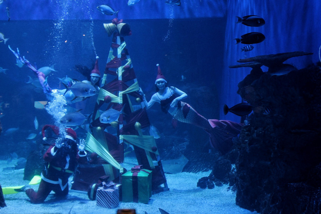 Jakarta Aquarium menghadirkan pohon Natal di dalam air yang terbuat dari tiang yang dibalut kain.