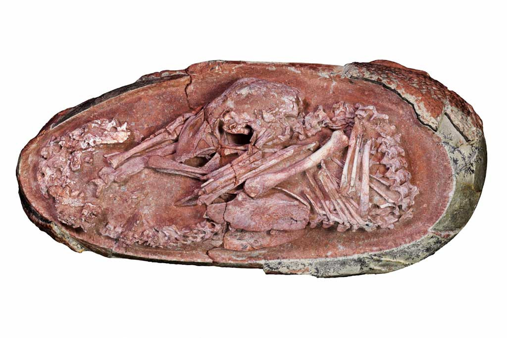 Para ilmuwan, Selasa, 21 Desember 2021 waktu setempat, mengumumkan penemuan embrio dinosaurus yang diawetkan dengan sempurna dari setidaknya 66 juta tahun yang lalu. Embrio tersebut sedang bersiap untuk menetas dari telurnya seperti ayam.