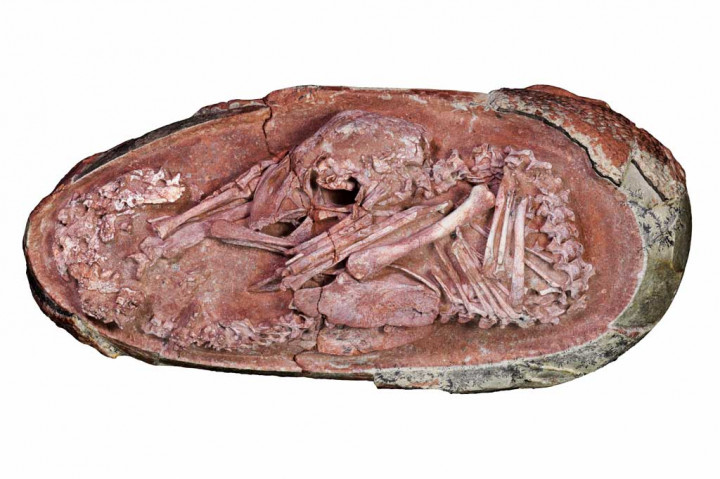 Para ilmuwan, Selasa, 21 Desember 2021 waktu setempat, mengumumkan penemuan embrio dinosaurus yang diawetkan dengan sempurna dari setidaknya 66 juta tahun yang lalu. Embrio tersebut sedang bersiap untuk menetas dari telurnya seperti ayam.