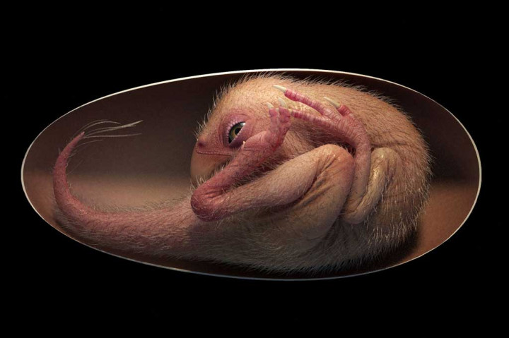 Fosil yang ditemukan di Ganzhou, Tiongkok selatan dan milik dinosaurus theropoda itu tidak bergigi atau oviraptorosaur, yang oleh para peneliti dijuluki Baby Yingliang. 