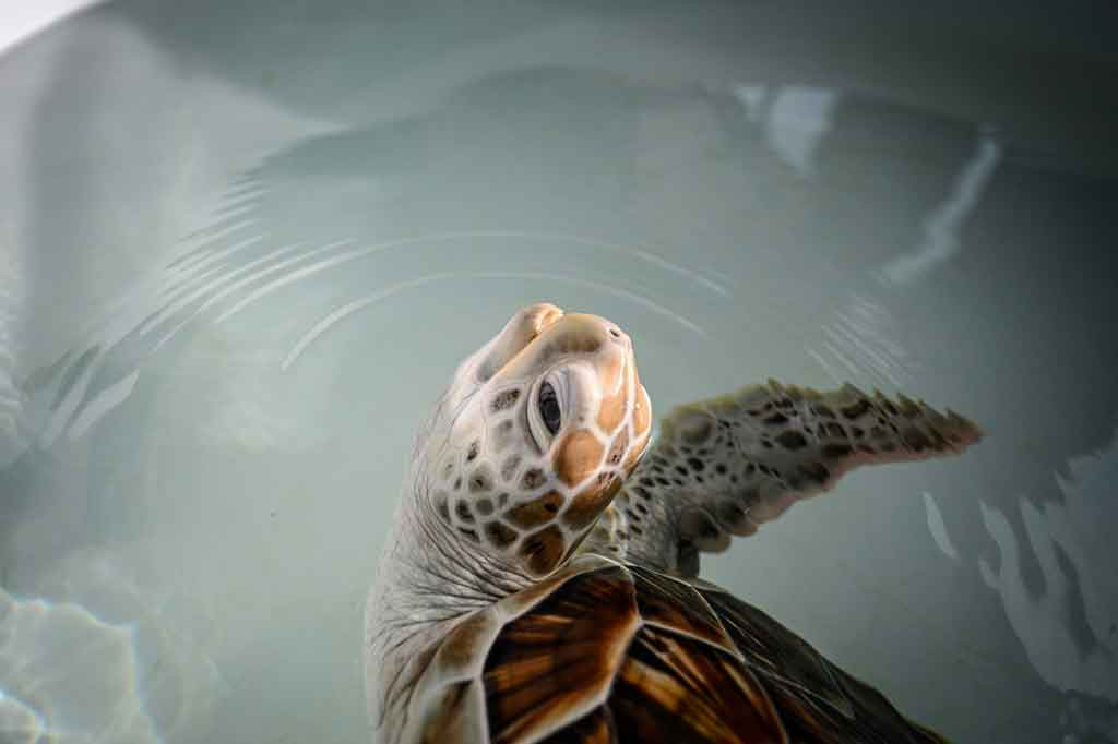 Pembatasan perjalanan selama hampir 20 bulan akibat covid-19, beberapa spesies penyu yang berbeda telah kembali bersarang di sekitar Phuket, tujuan pantai yang sangat populer di Thailand sebelum pandemi.