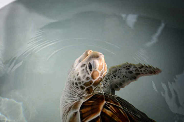 Pembatasan perjalanan selama hampir 20 bulan akibat covid-19, beberapa spesies penyu yang berbeda telah kembali bersarang di sekitar Phuket, tujuan pantai yang sangat populer di Thailand sebelum pandemi.