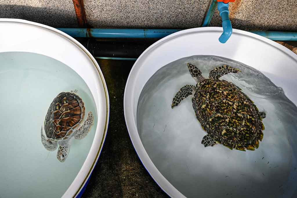 Antara Oktober 2020 dan Februari 2021, 18 sarang penyu belimbing -- yang bisa tumbuh hingga 400 kilogram saat dewasa dan merupakan spesies penyu terbesar -- ditemukan di Phuket.