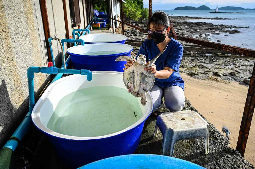 Meskipun peluang untuk bertahan hidup sangat rendah – sekitar satu telur yang menetas dari 1.000 akan mencapai usia dewasa – Kongkiat mengatakan peningkatan sarang adalah tanda positif bagi upaya untuk melestarikan spesies yang terancam punah.